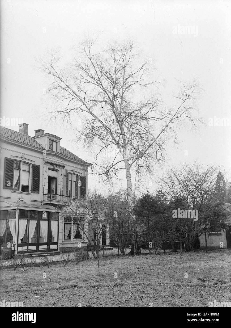 Divers arbres feuillus, bouleau à papier Date: Non daté lieu: Animaux mots clés: Divers arbres feuillus, bouleau à papier Banque D'Images