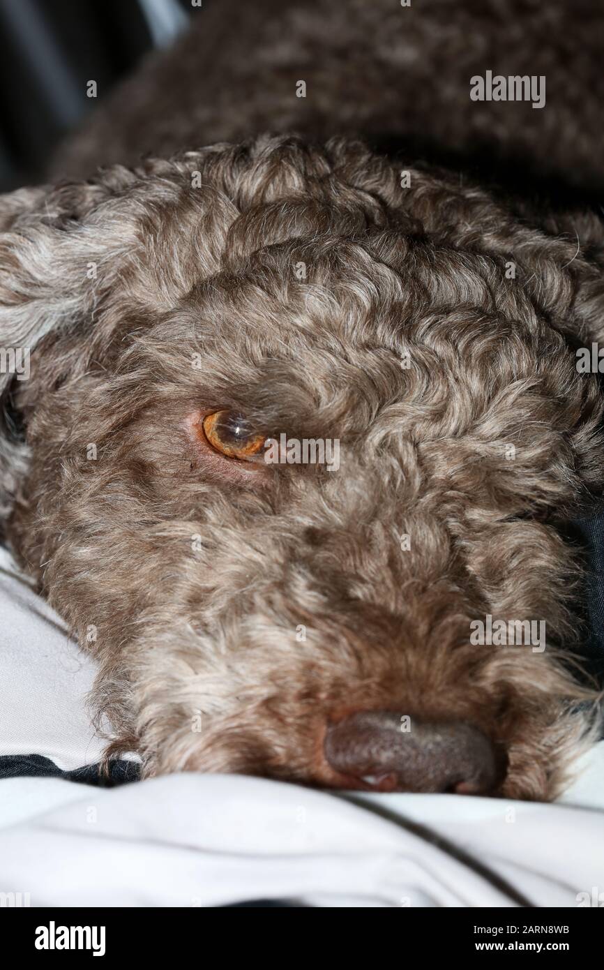 Portrait de chien gros plan de haute qualité grands imprimés lagotto romagnolo Banque D'Images