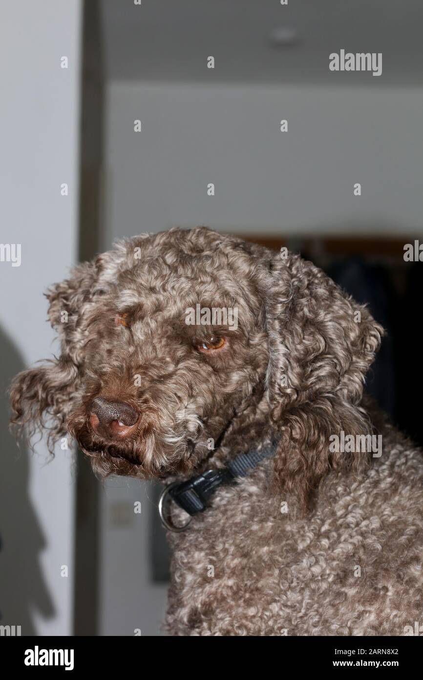 Portrait de chien gros plan de haute qualité grands imprimés lagotto romagnolo Banque D'Images