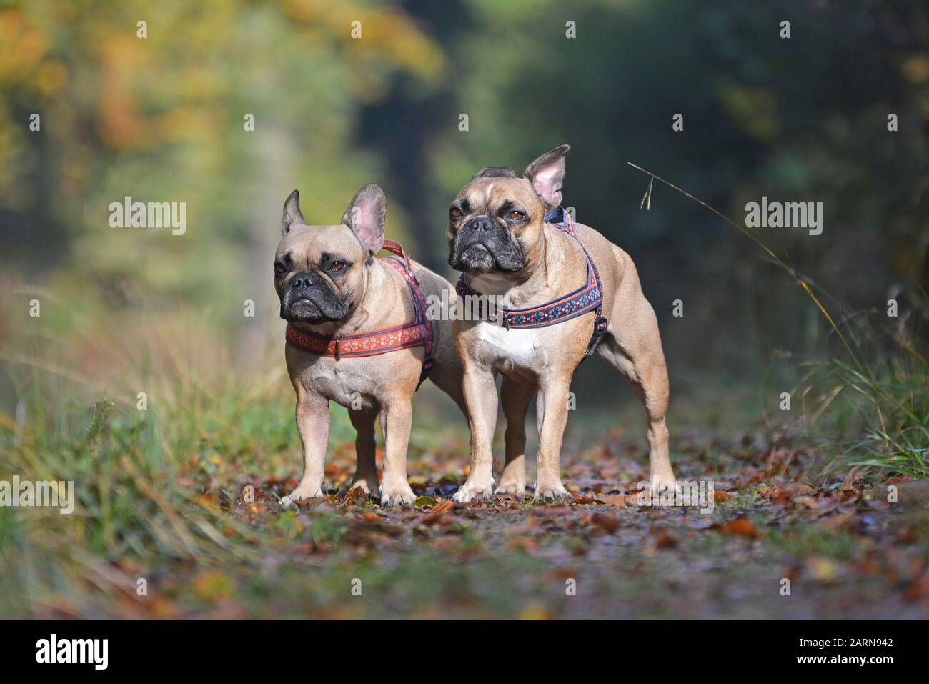 Deux chiens de race française de Bulldog se dressent à côté l'un de l'autre dans la forêt d'automne Banque D'Images