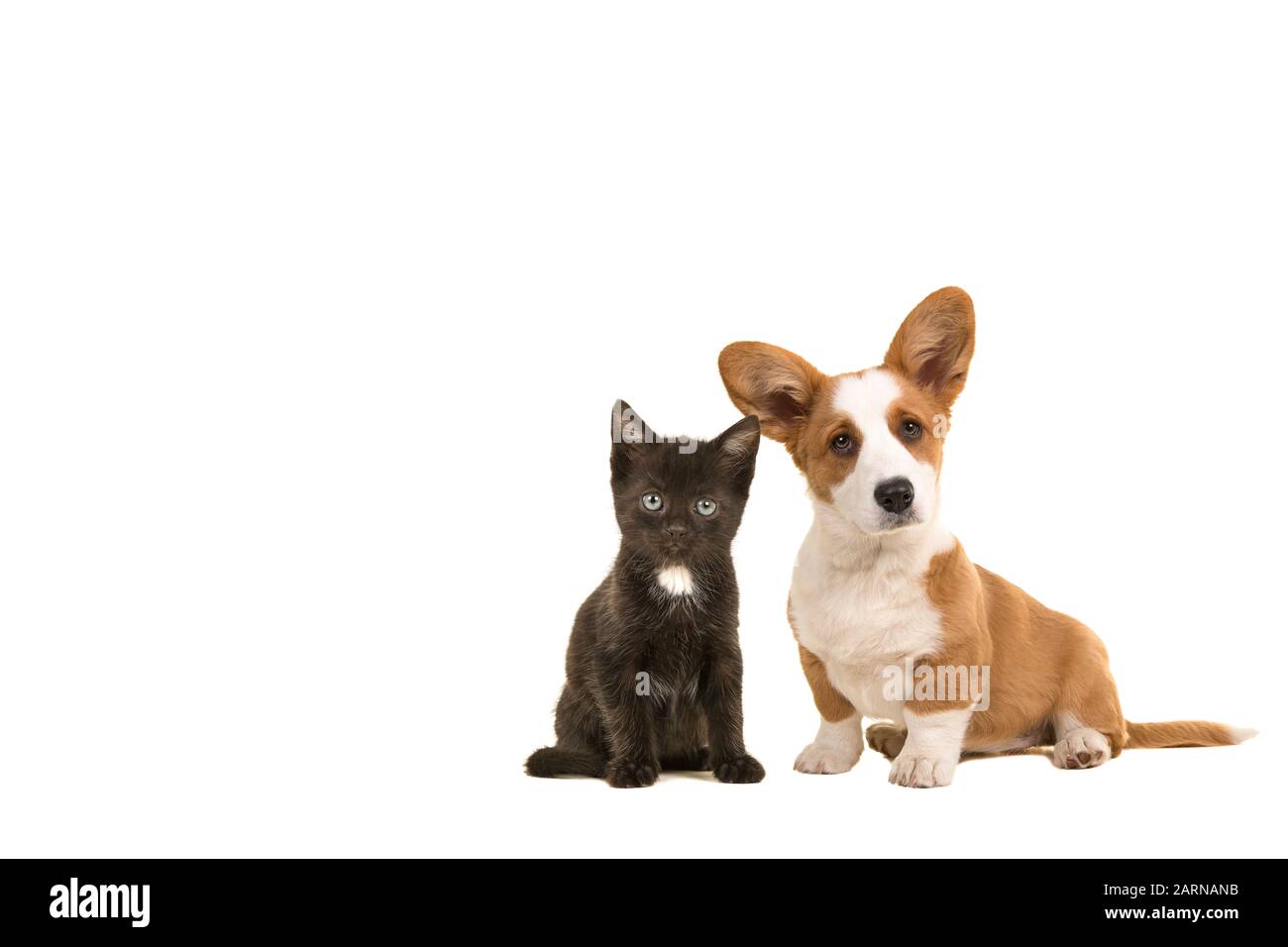 Chiot mignon en mignon chaton ensemble regardant l'appareil photo isolé sur un fond blanc avec de l'espace pour la copie Banque D'Images