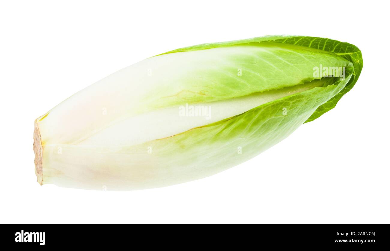 Endive belge frais mûr (chicorée commune blanche) isolée sur fond blanc Banque D'Images