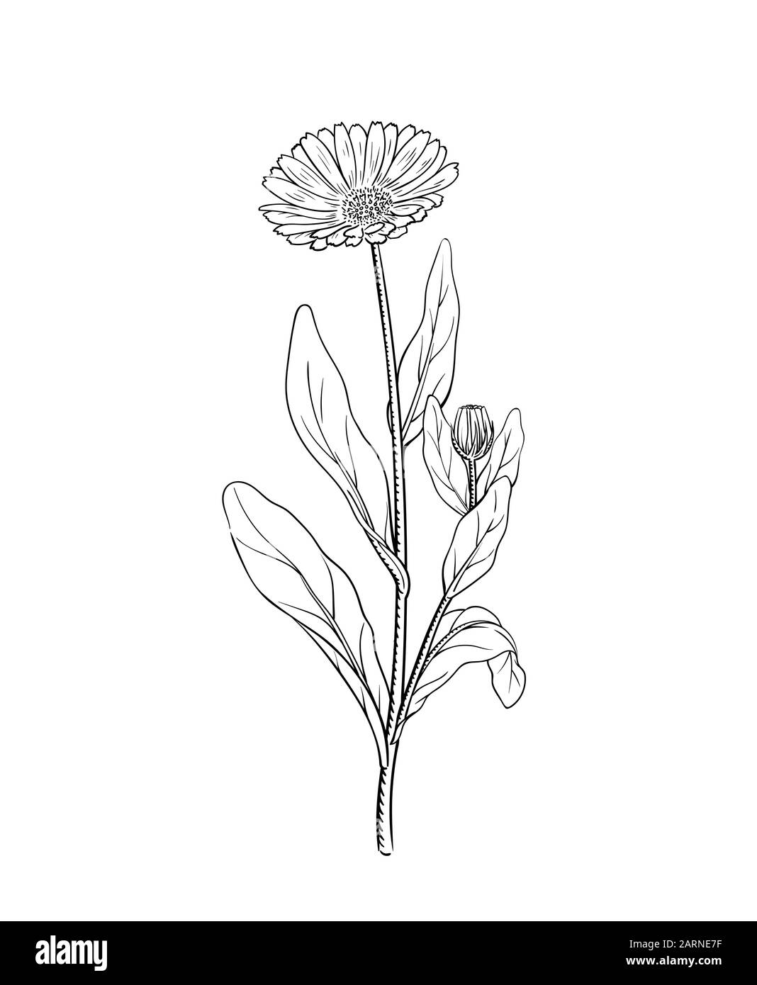 Illustration vecteur de calendula fleurs de souci officinal gravure croquis brindille vintage illustration botanique médecine alternative wildflower meadow aperçu un Illustration de Vecteur