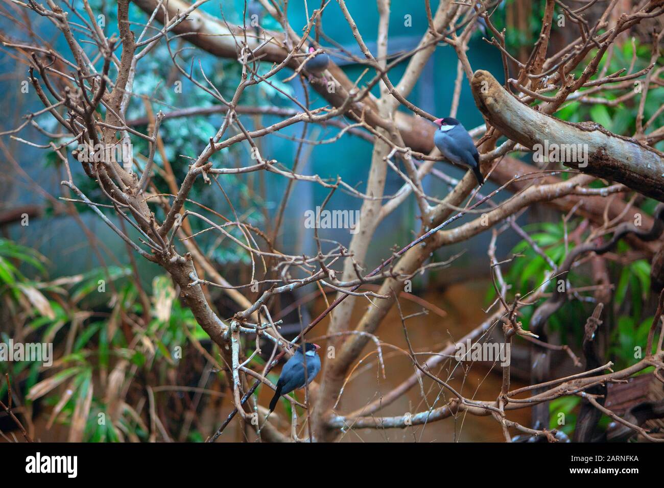 forêt tropicale avec des oiseaux exotiques Banque D'Images