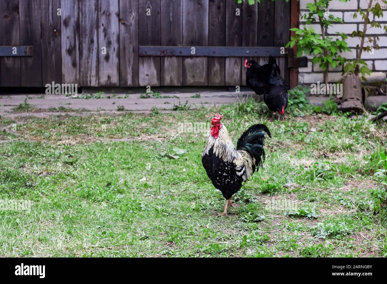 Les poulets marchent dans la cour près Banque D'Images