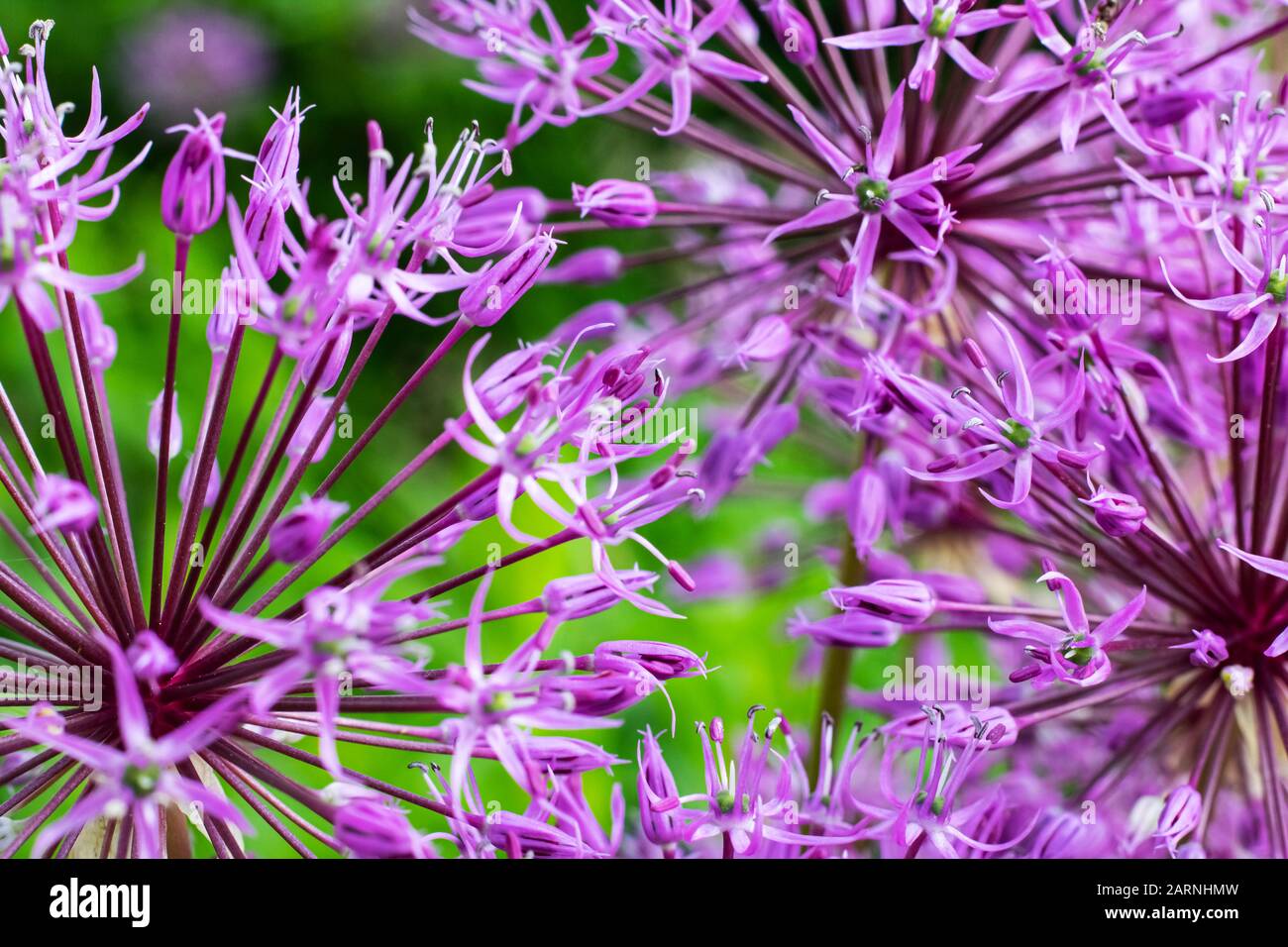 Jardin fleurs violettes sous forme de boule Photo Stock - Alamy