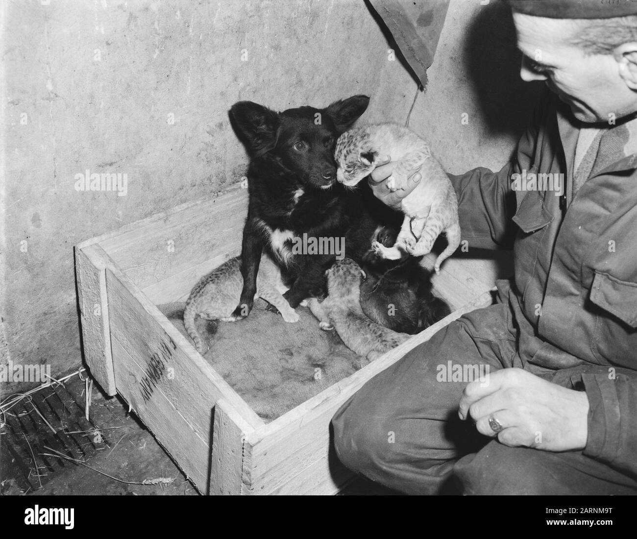 Chien de soins pour les oursons de lion à Rotterdam Date : 13 janvier 1958 lieu : Rotterdam, Zuid-Holland mots clés : chiens, oursons de lion Banque D'Images