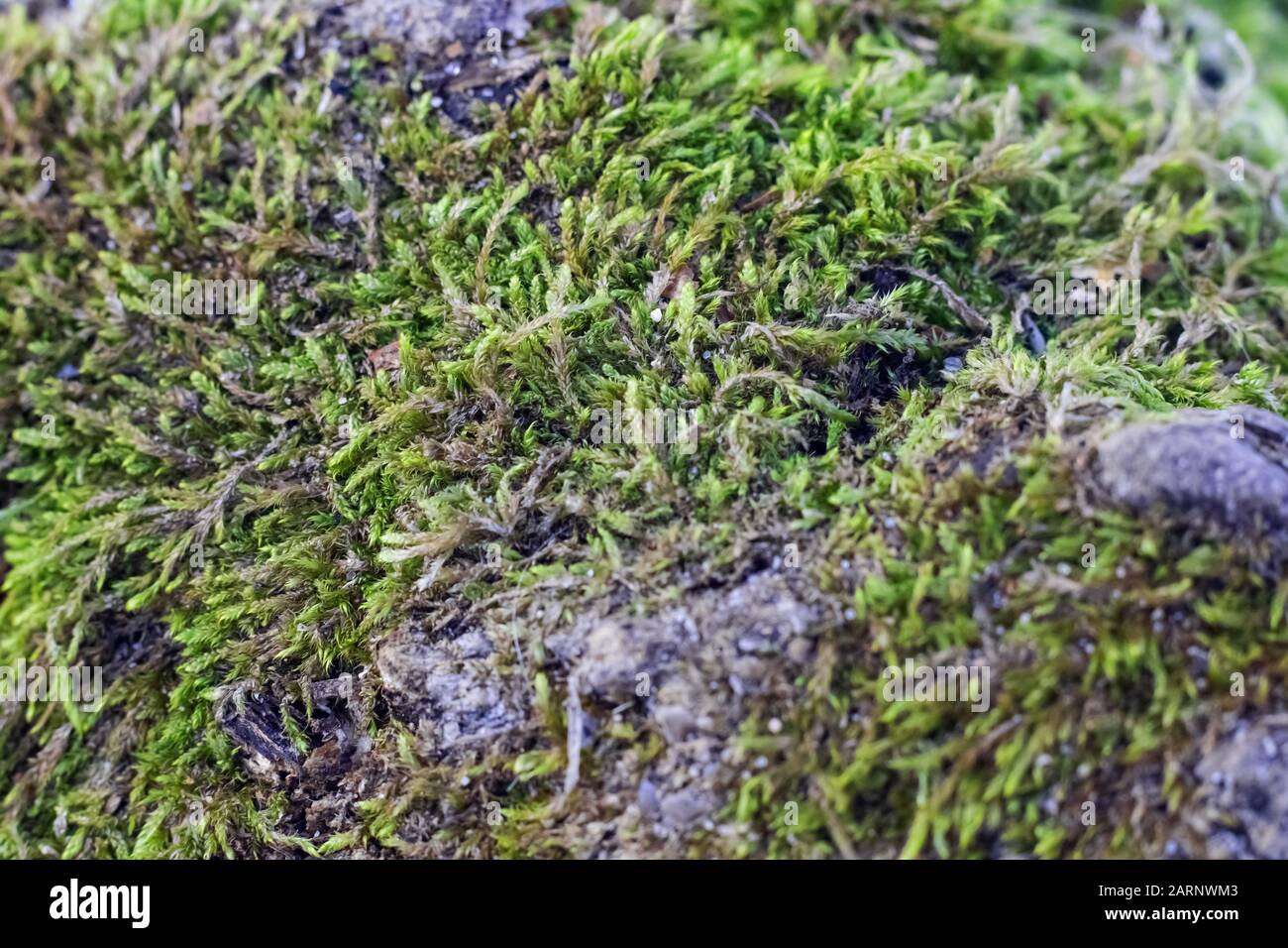 Fond vert naturel, lichen sur surface cultivée à la mousse près Banque D'Images