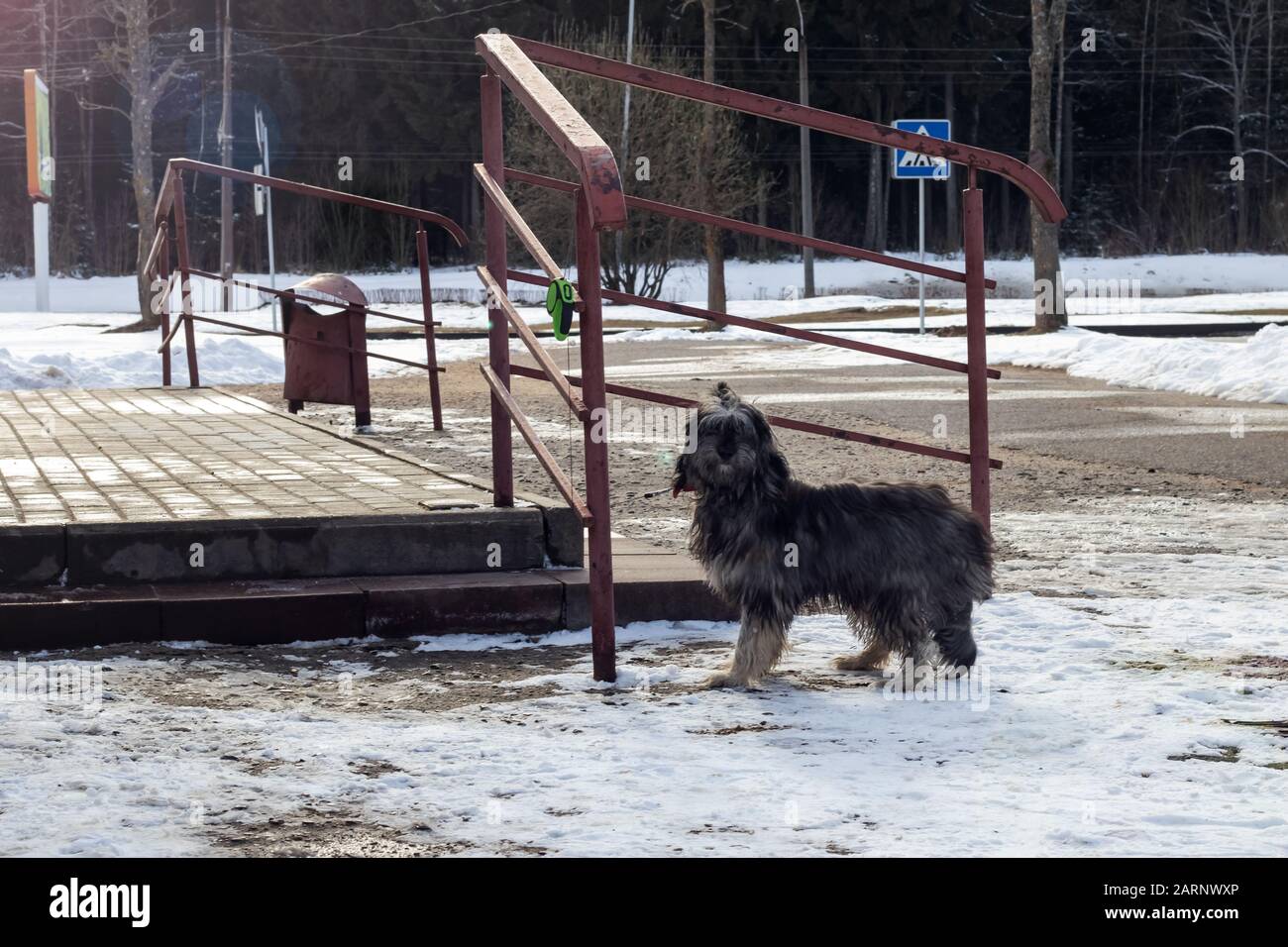 Chien moelleux noir sur la route d'asphalte dans le parc Banque D'Images