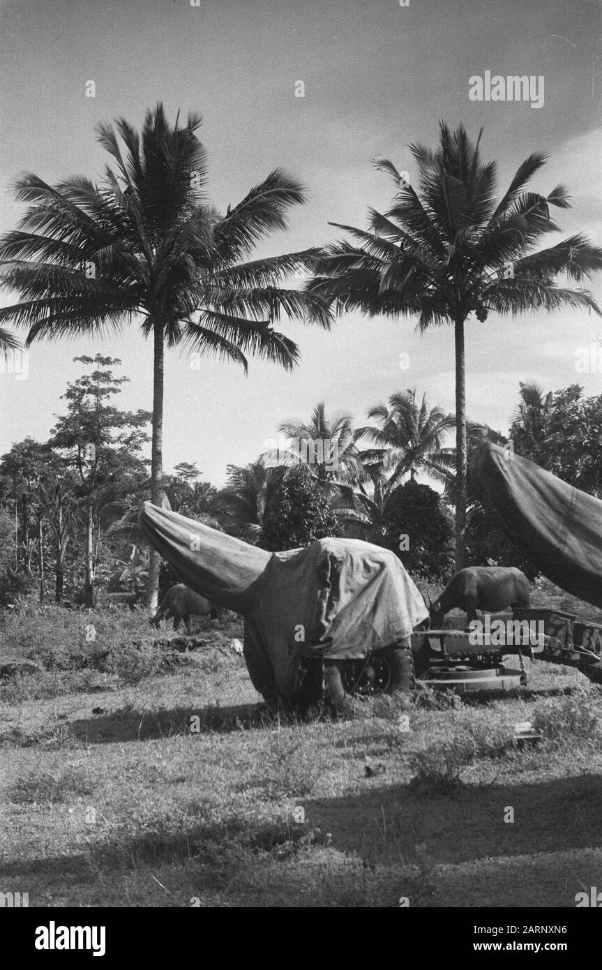 Une pièce d'artillerie de 25 pondeurs sous la bâche. Derrière lui un buffle de pâturage Date: Décembre 1948 lieu: Indonésie, Pays-Bas Antilles orientales Banque D'Images Une pièce d'artillerie de 25 pondeurs sous la bâche. Derrière lui un buffle de pâturage Date: Décembre 1948 lieu: Indonésie, Pays-Bas Antilles orientales Banque D'Images
