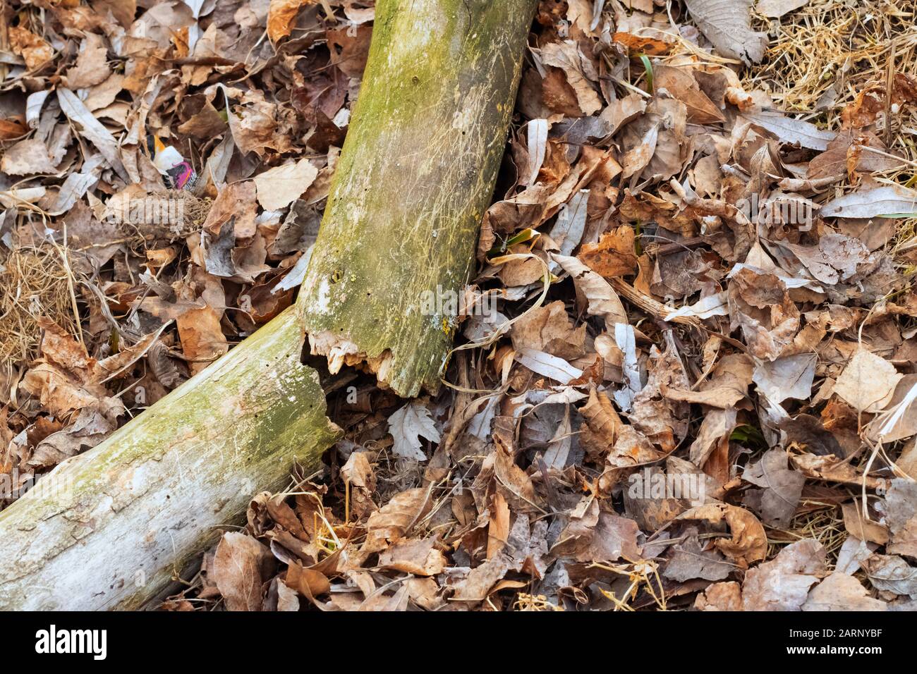 Log cassé sur l'herbe et les feuilles dans la forêt Banque D'Images