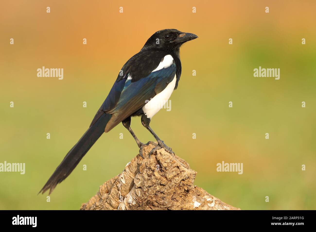 Magnifique magpie perchée dans une branche avec un fond vert Banque D'Images