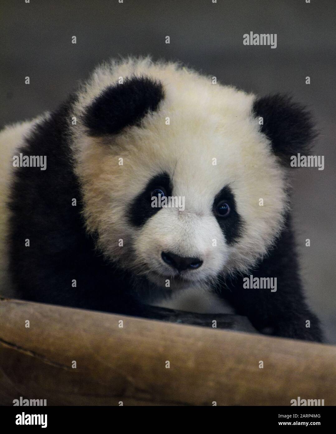 Panda se présente au zoo de Berlin Banque D'Images