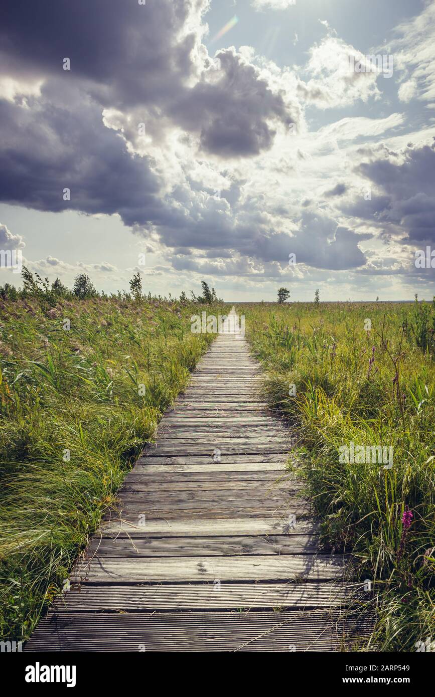 Sentier éducatif Dluga Luka - long Gap, promenade en bois à travers Lawki Fen vers une plate-forme d'observation dans le parc national de Biebrza, Pologne Banque D'Images