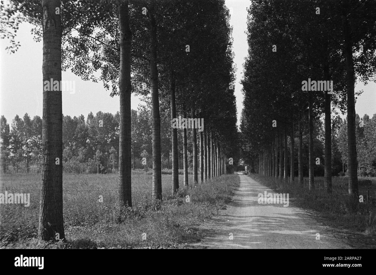 Robusta planté comme patte/circonférence à 1 mètre 1.55 en 1919 Date: Juin 1934 lieu: France, Romilly mots clés: Poplars et saules Banque D'Images