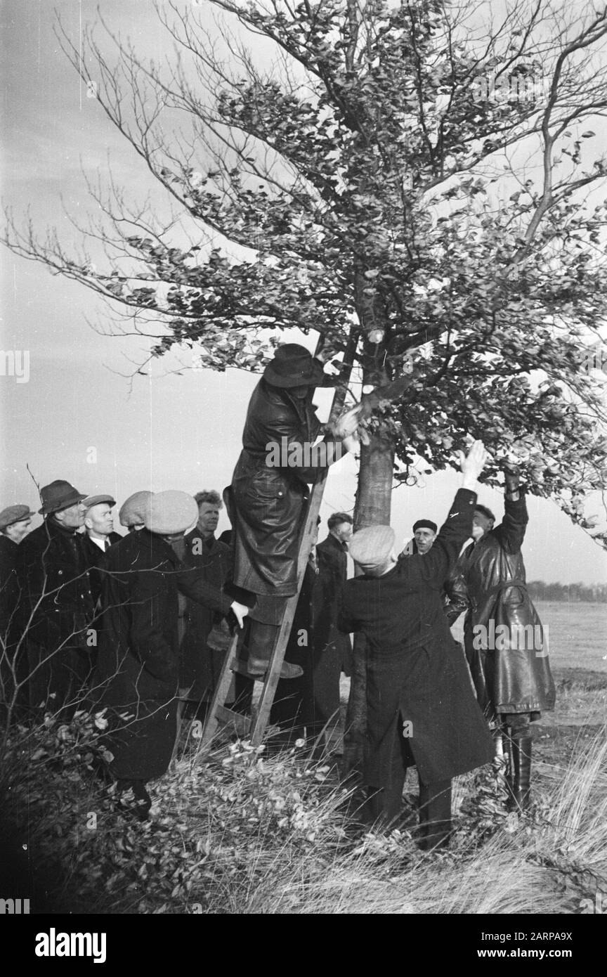 Élagage, apprenants, Weitemanslanden Date: Non daté lieu: Overijssel, Weitemanslanden mots clés: Apprenants, élagage Banque D'Images Élagage, apprenants, Weitemanslanden Date: Non daté lieu: Overijssel, Weitemanslanden mots clés: Apprenants, élagage Banque D'Images