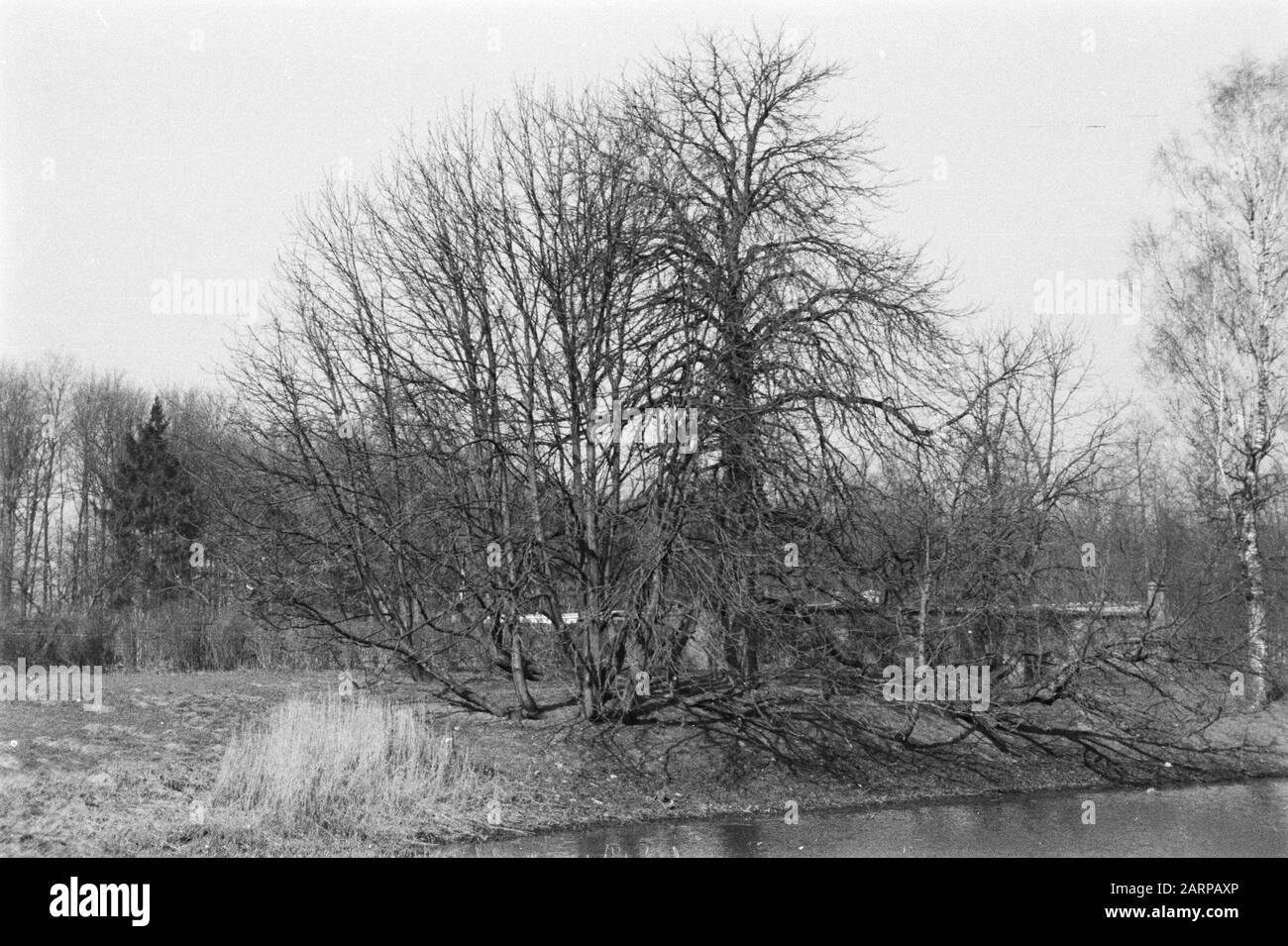 Divers arbres à feuilles caduques, branches couvertes, propriétés, châtaigne de cheval, de Lathmer Date: Non daté lieu: Gueldre, Wilp mots clés: Branches couvertes, divers arbres à feuilles caduques, propriétés Nom personnel: De Lathmer, châtaigne de cheval Banque D'Images