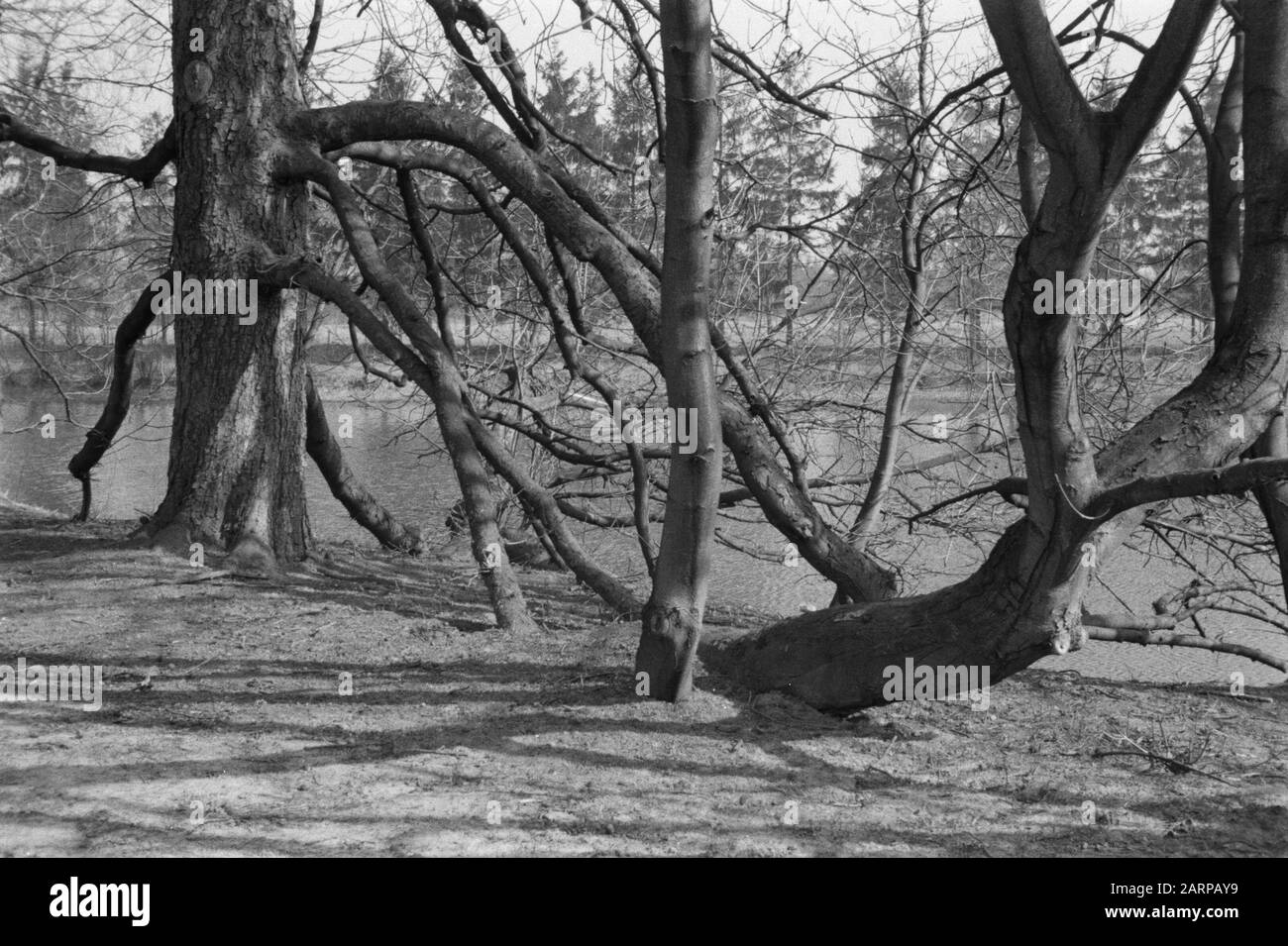 Divers arbres à feuilles caduques, photo détaillée, branches couvertes, propriétés, châtaigne de cheval, de lathmer Date: Non dénoyé lieu: Gueldre, Wilp mots clés: Branches, photo de détail, divers arbres à feuilles caduques, propriétés Nom personnel: De lathmer, châtaignier Banque D'Images