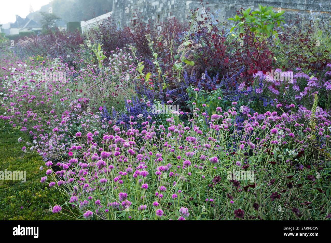 France, Indre et Loire, Vallée de la Loire classée au patrimoine mondial par l’UNESCO, Rigny Usse, Château d’Usse, plantes annuelles fleuries en octobre avec Banque D'Images