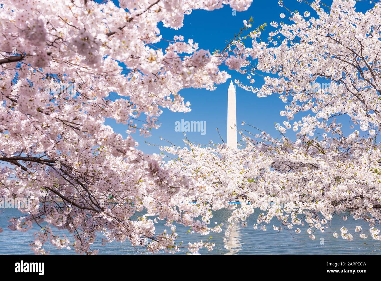 Washington DC, États-Unis avec le Washington Monument entouré de cerisiers en fleurs au printemps. Banque D'Images