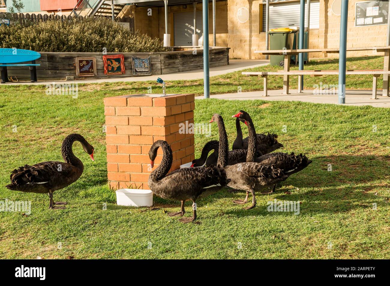 Des cygnes noirs à une station d'arrosage à Lakes Entrance, Australie. Banque D'Images