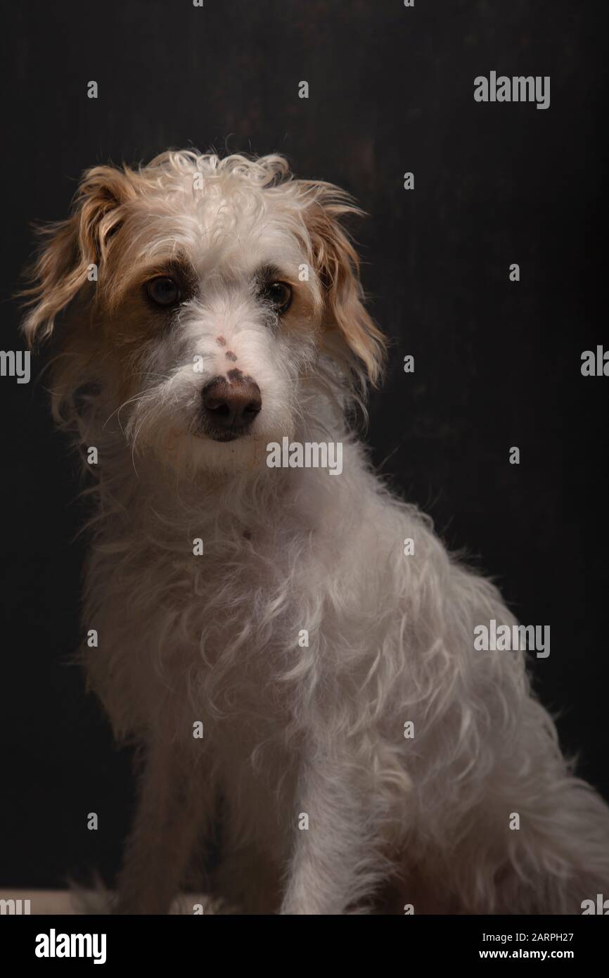 Magnifique chien de race mélangée assis sur fond gris foncé attendant d'être adopté. Chien pour adoption Banque D'Images