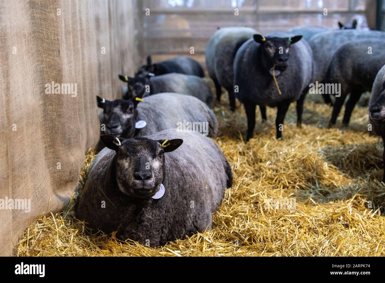 Le mouton Blue Texel était assis dans un stylo de paille à une vente. Cumbria, Royaume-Uni. Banque D'Images