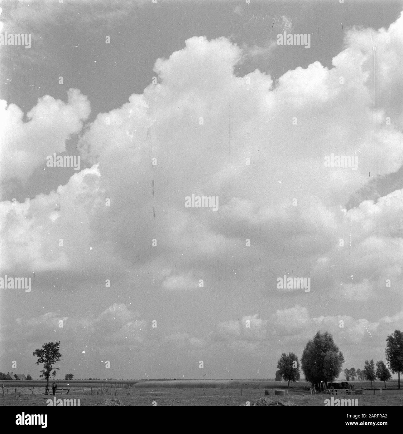 Cueillette des pois Date : 9 juillet 1947 mots clés : pois Banque D'Images