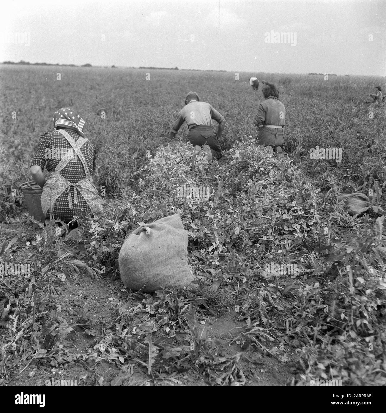 Cueillette des pois Date : 9 juillet 1947 mots clés : pois Banque D'Images