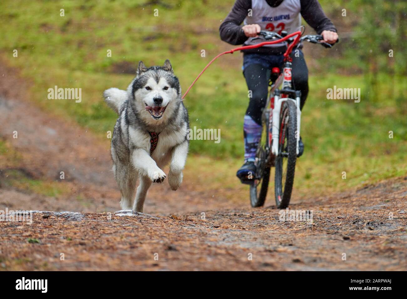 Bikejoring chien de la course de mustage. Les chiens de traîneau Husky  tirent un vélo avec de la muselle pour chien. Compétition d'automne Photo  Stock - Alamy