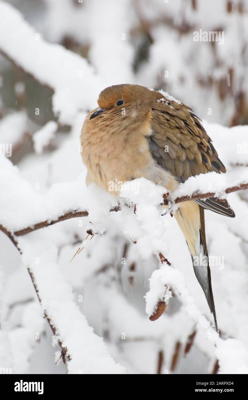 Une colombe de deuil aux plumes cannelées pour rester au chaud après une forte chute de neige Banque D'Images