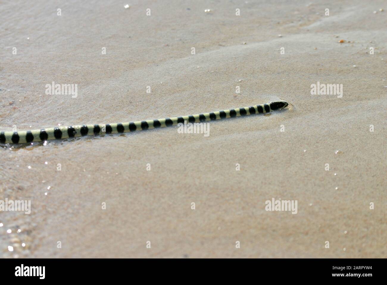 serpent de mer sur un rivage Banque D'Images