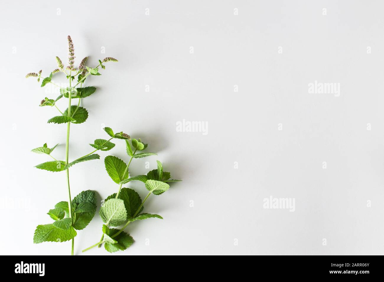Brindilles de menthe poivrée fraîches avec fleurs sur le fond gris.herbes épicées. Horizontal avec espace de copie. Banque D'Images