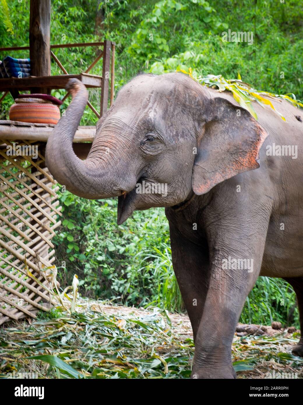 De beaux jeunes éléphants asiatiques dans un sanctuaire thaïlandais près de Chiang Mai, Thaïlande. Éléphants se nourrissant de la tige de canne à sucre et jouant dans la rivière voisine Banque D'Images
