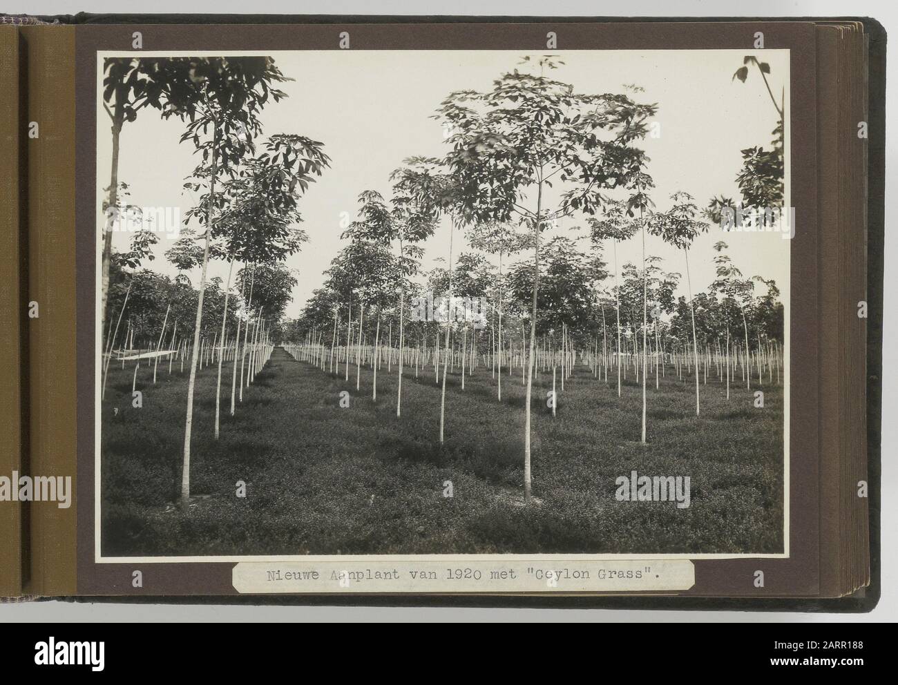 Album Photo Deli Maatschappij: Deli Langkat & Serdang. Sumatra par G.R. Lame Lambert Banque D'Images