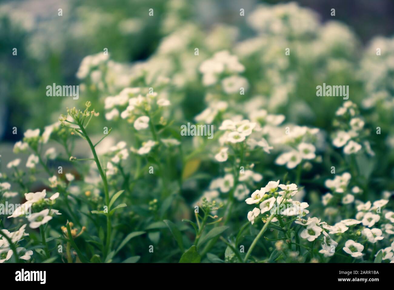 Petites fleurs blanches à somme d'allysum sur les plantes à l'extérieur dans le jardin. Banque D'Images