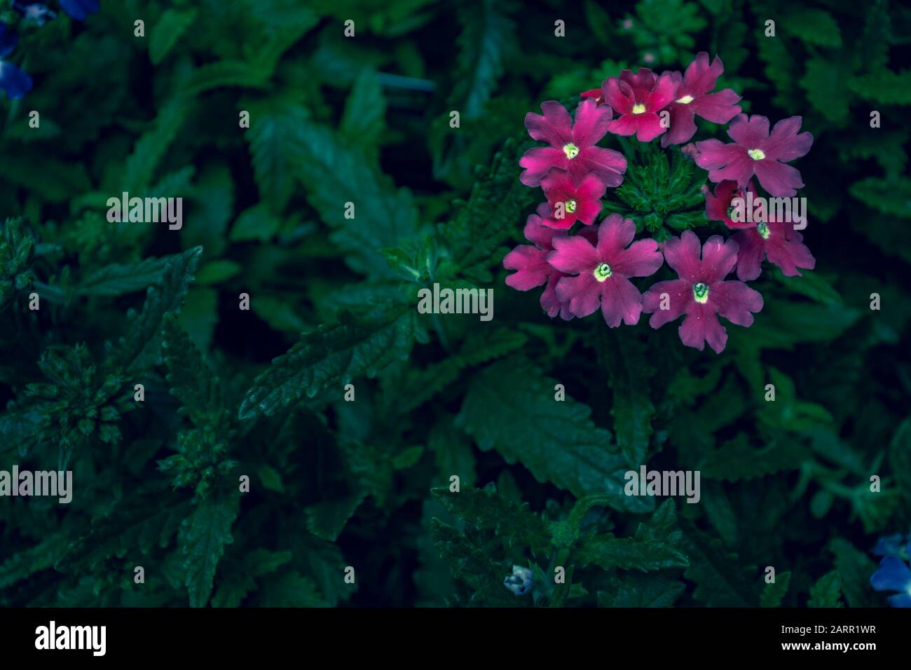 Jardin Verbena en pleine floraison en plein air pendant l'été. Banque D'Images