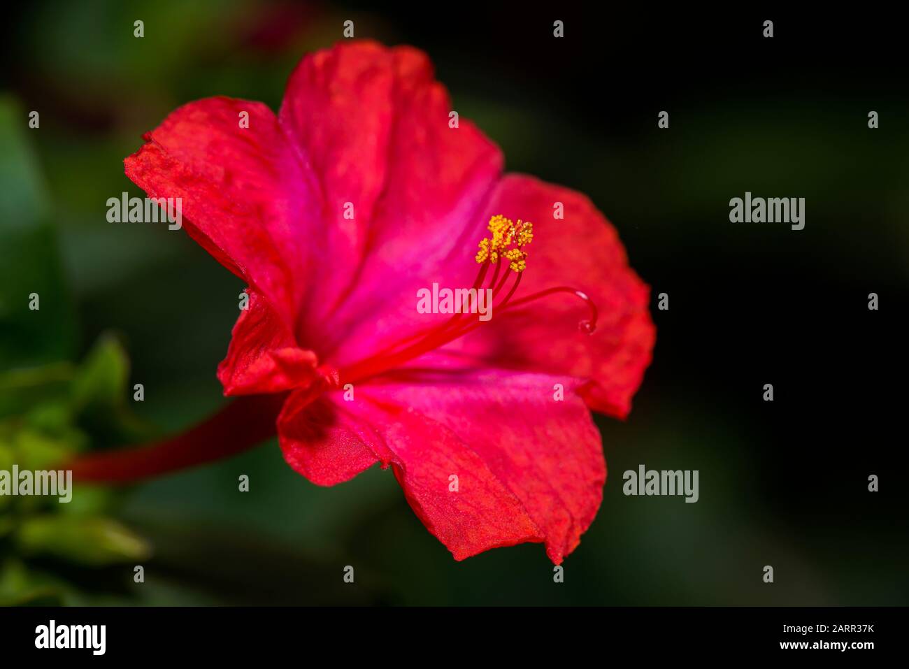 Macro-shot de fleur de quatre heures Banque D'Images