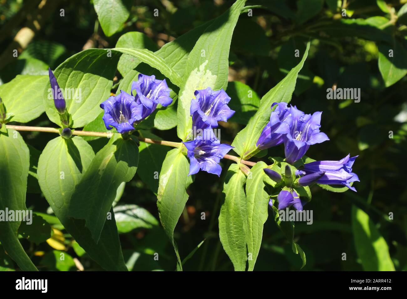 Schwalbenwurz- Enzian, Gentiana Asclipiadae Banque D'Images