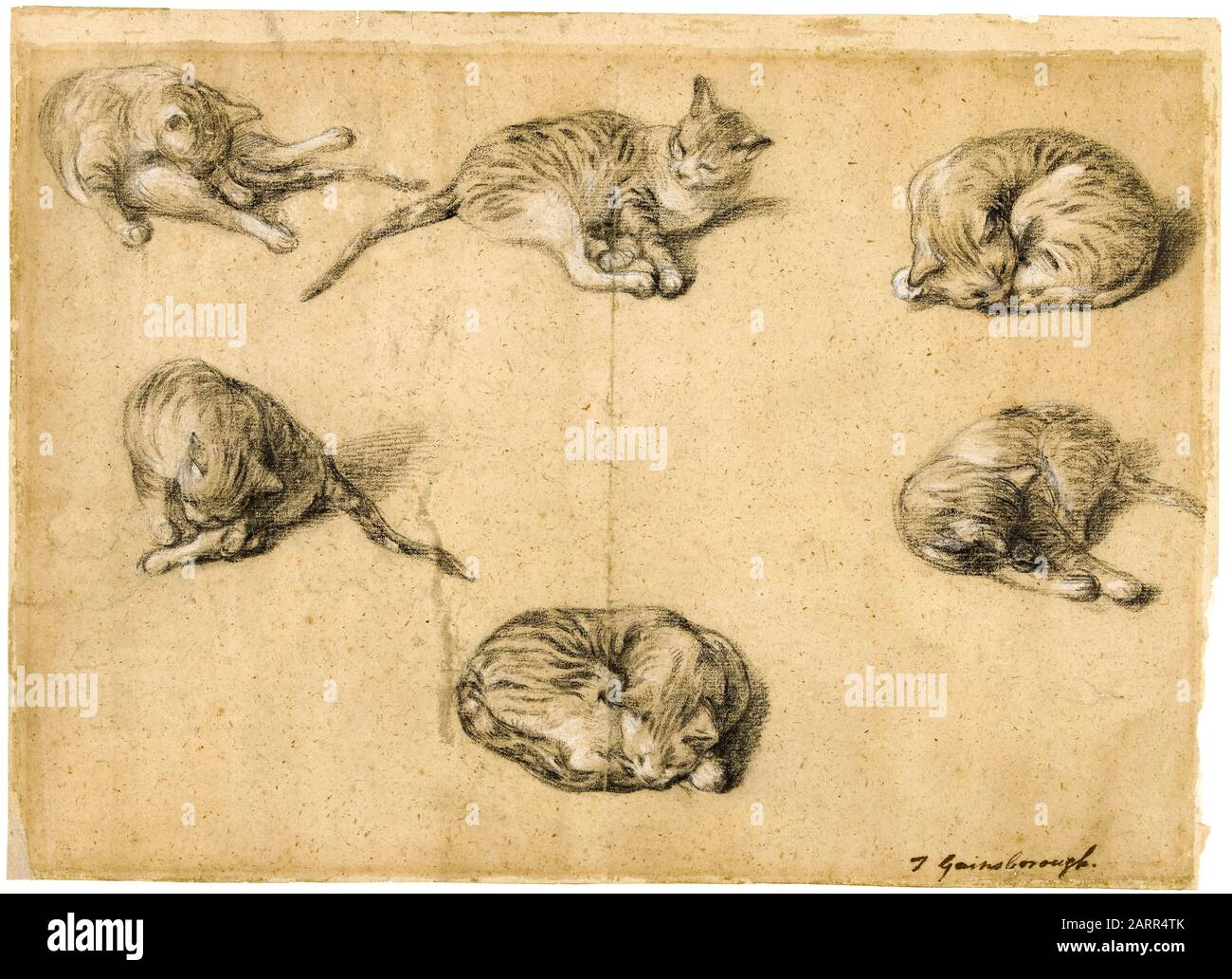 Thomas Gainsborough, Six études d'un chat, dessin, vers 1763-1769 Banque D'Images