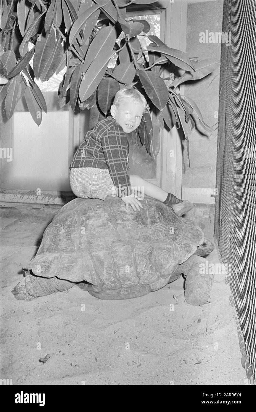Animaux d'Artis Tortue géante dans la maison des reptiles Date: 30 septembre 1966 lieu: Amsterdam, Noord-Holland mots clés: Animaux, zoos Nom de l'établissement: Artis Banque D'Images