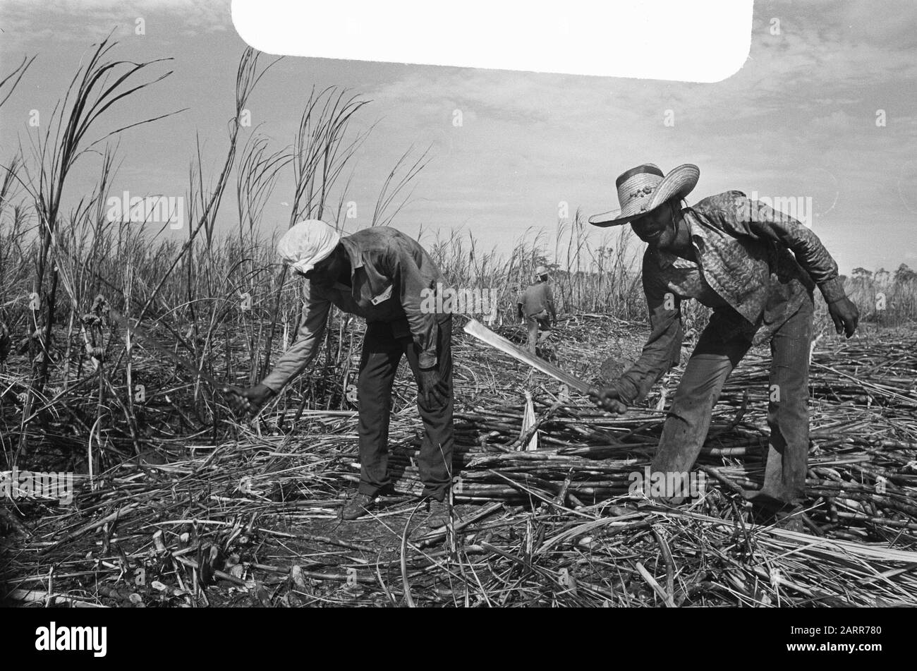 Plantation de sucre de canne Mariënburg canne coiffeurs au travail Date: 1 avril 1975 lieu: Suriname mots clés: Travailleurs, plantations, sucre Nom de l'institution: Mariënburg Banque D'Images