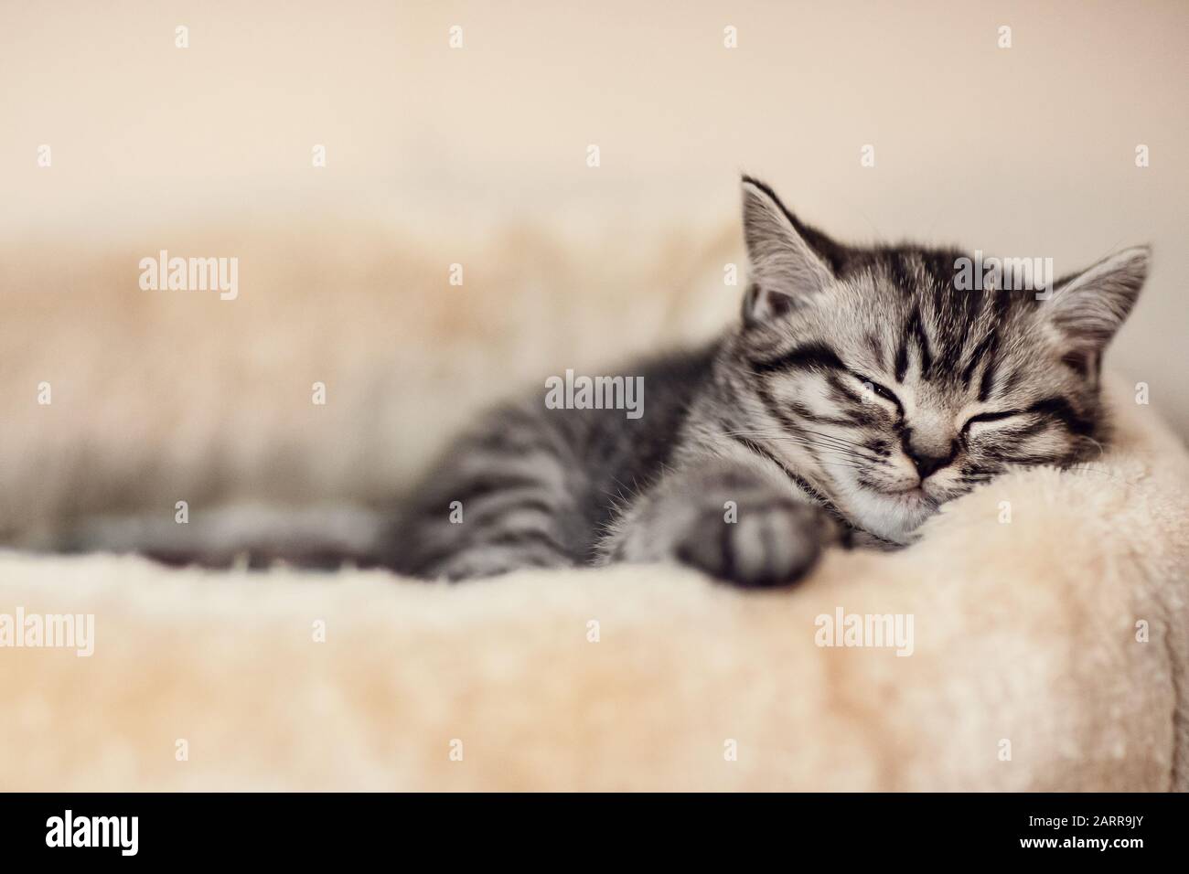 British Shorthair Chat Tabby Argent Beau Chaton Mannlich Chat A Poil Court Animal De Compagnie Kleine Babykatze Liegt Gemutlich Und Schlaft Sommeil Photo Stock Alamy