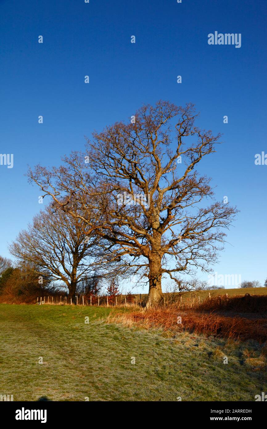 Chêne (Quercus robur) et bracen orange à côté du champ sur le sentier de longue distance de Wealdway entre Southborough et Bidborough, Kent, Angleterre Banque D'Images