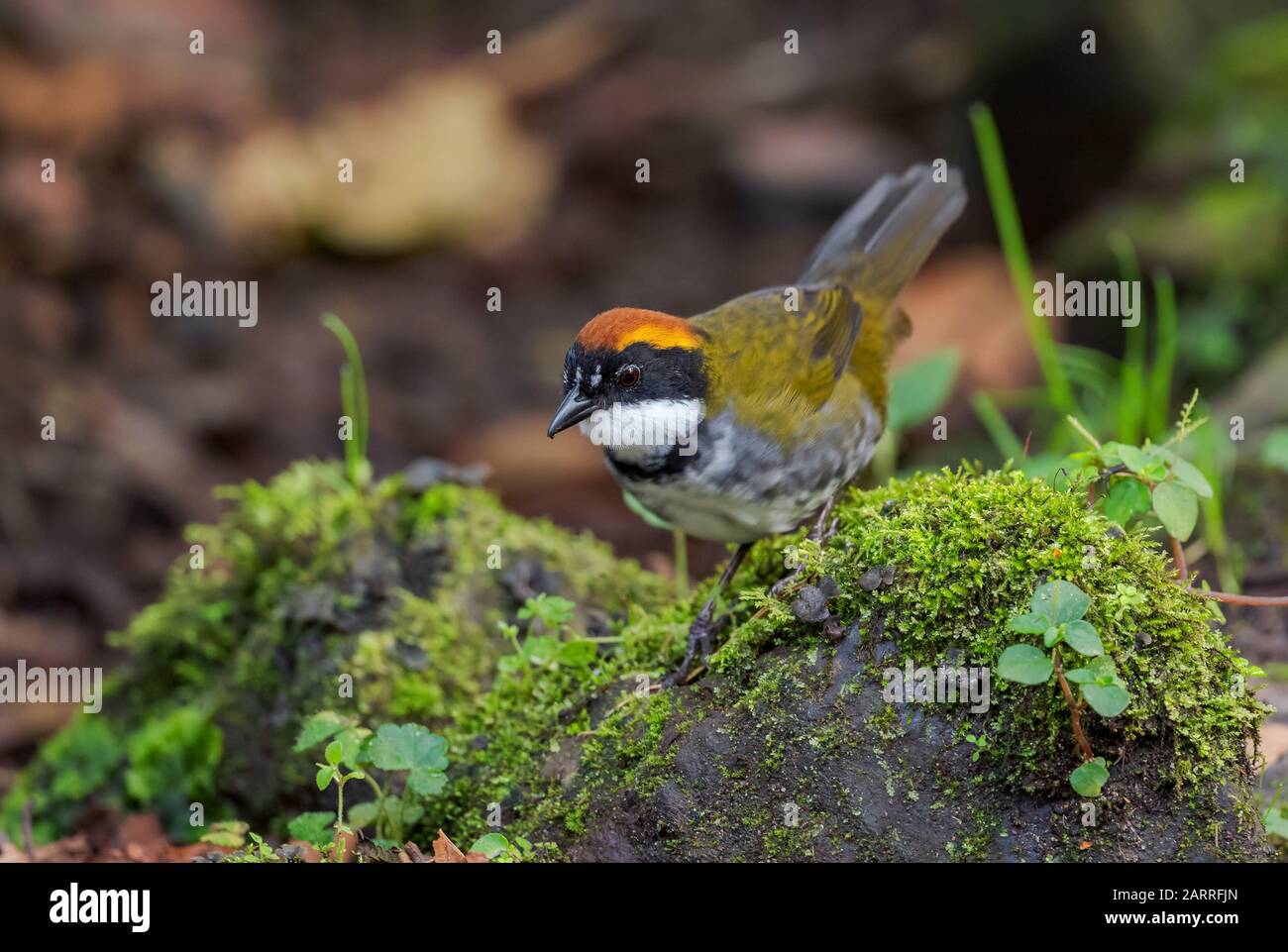 Brush-finch - Arremon brunneinucha, magnifique oiseau perché de couleur des forêts d'Amérique du Sud, des pentes andines de l'est, Guango Lodge, Banque D'Images
