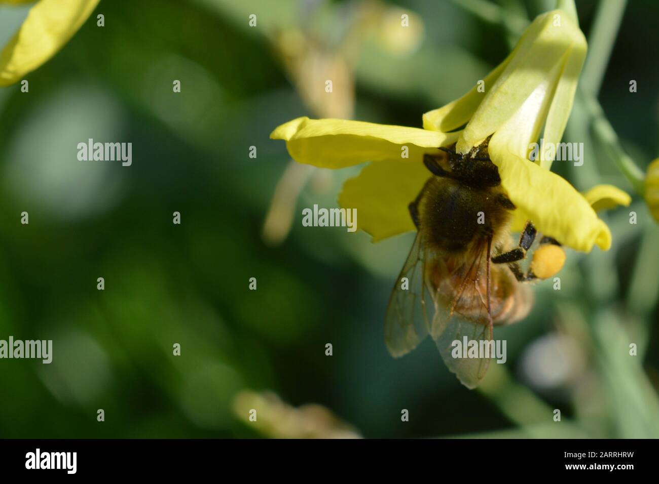 l'abeille buckfast au miel collecte le nectar et le pollen dans une fleur jaune avec beaucoup de pollen dans son panier de pollen à ses jambes Banque D'Images