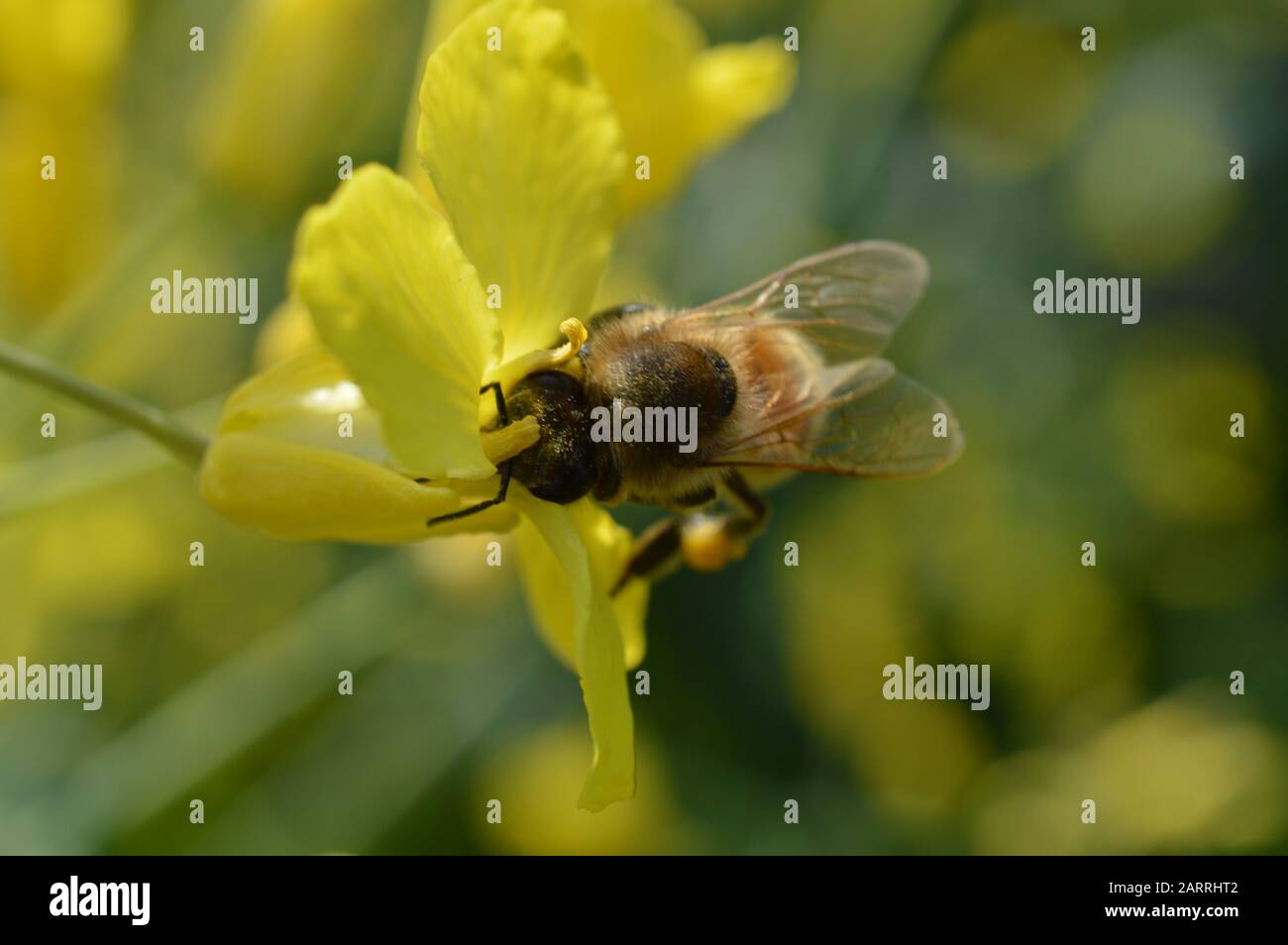 l'abeille buckfast au miel collecte le nectar et le pollen dans une fleur jaune avec beaucoup de pollen dans son panier de pollen à ses jambes Banque D'Images