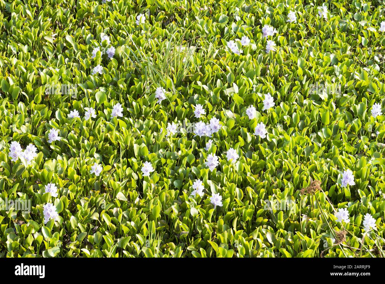 Les plantes de jacinthe d'eau dans la fleur flottant comme masse sur une surface de lac. Banque D'Images