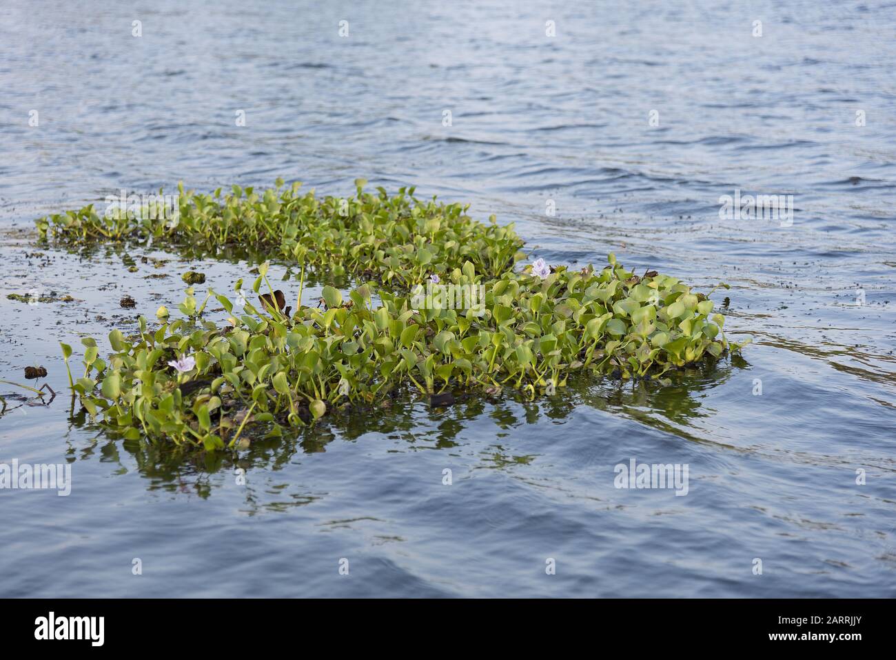 Les plantes de jacinthe d'eau dans la fleur flottant comme masse sur une surface de lac. Banque D'Images
