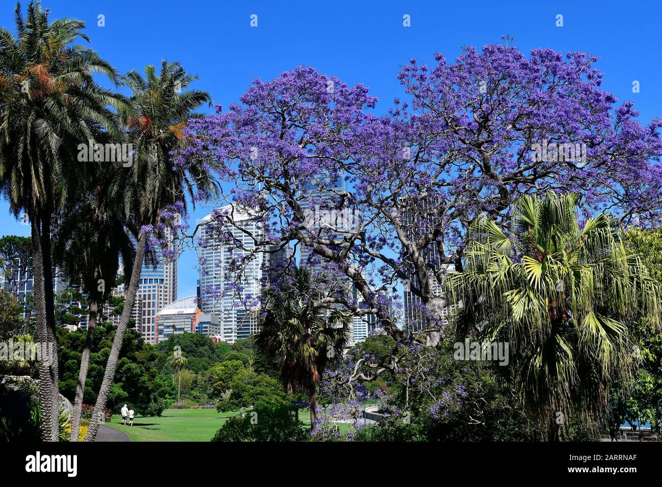 Australie, arbre et palmiers fleuris dans le jardin botanique royal public de Sydney Banque D'Images